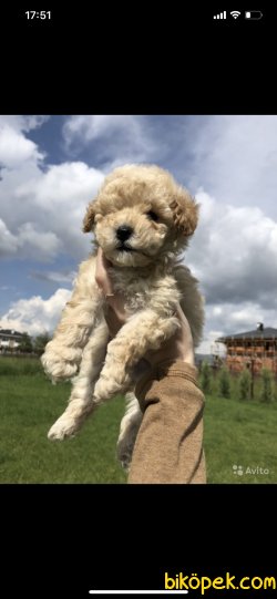 Maltipoo Orjinal Tüy Dökmeyen  Antialerjik Yavrular 3