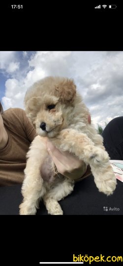 Maltipoo Orjinal Tüy Dökmeyen  Antialerjik Yavrular 2