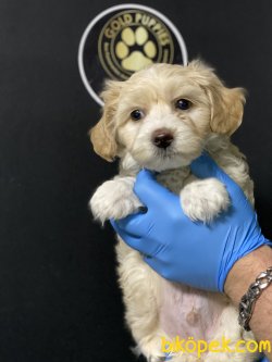 Maltipoo Özel Dizayn Irk Bebeklerimiz 1