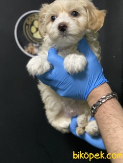 Maltipoo Özel Dizayn Irk Bebeklerimiz 3