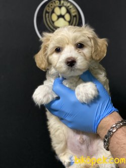 Maltipoo Özel Dizayn Irk Bebeklerimiz 2