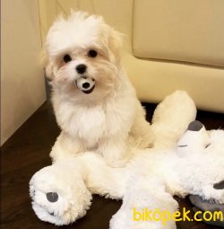 Maltipoo Özel Irk Dizayn Köpeklerimiz 2