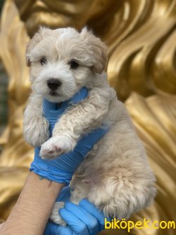 Maltipoo Özel Üretim Bebekler 5