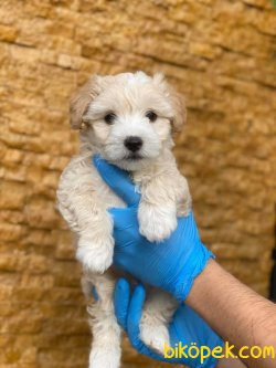Maltipoo Özel Üretim Bebekler 4