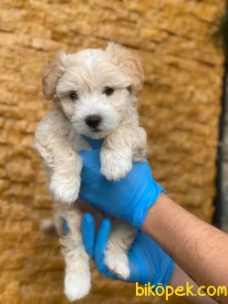 Maltipoo Özel Üretim Bebekler 2