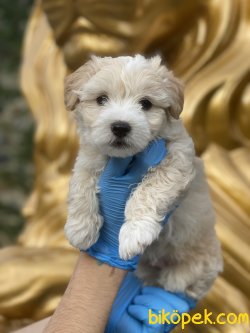 Maltipoo Özel Üretim Bebekler 1