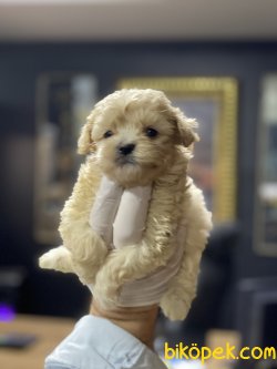 Maltipoo Özel Üretim Tea Cup Yavrumuz 2