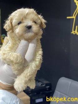 Maltipoo Özel Üretim Tea Cup Yavrumuz 4