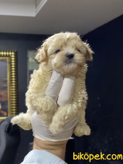 Maltipoo Özel Üretim Tea Cup Yavrumuz 3