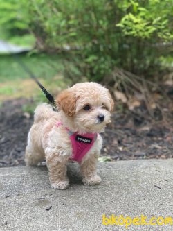 Maltipoo Özel Üretim Yavrularımız 1