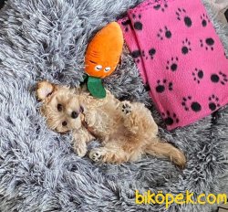 Maltipoo Özel Üretim Yavrularımız 3