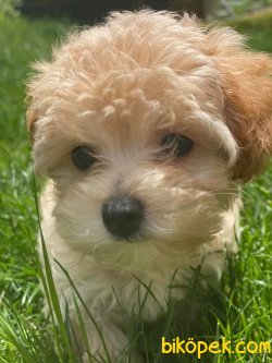 Maltipoo Özel Üretim Yavrularımız 2