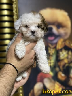 Maltipoo Özel Üretim Yavrumuz 2
