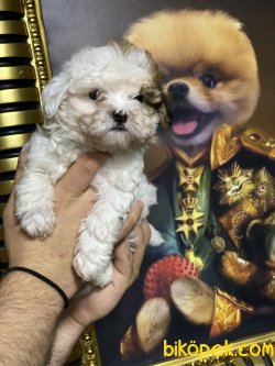 Maltipoo Özel Üretim Yavrumuz 4