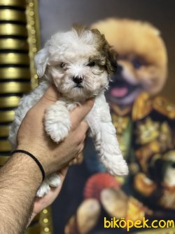 Maltipoo Özel Üretim Yavrumuz 1