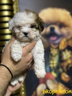 Maltipoo Özel Üretim Yavrumuz 3