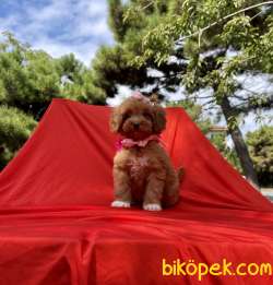 Maltipoo Red Brown Disi Yavrularımız 5