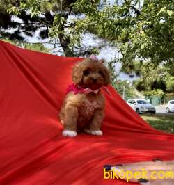 Maltipoo Red Brown Disi Yavrularımız 4