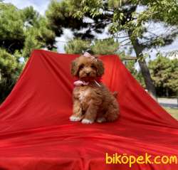 Maltipoo Red Brown Disi Yavrularımız 3
