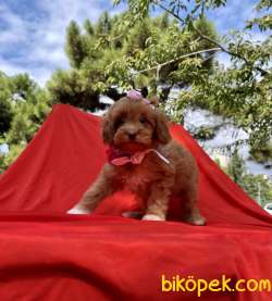 Maltipoo Red Brown Disi Yavrularımız 1