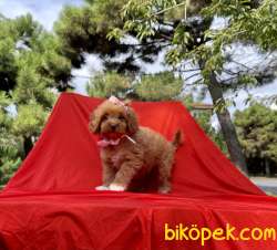 Maltipoo Red Brown Disi Yavrularımız 2