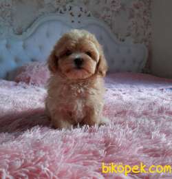 Maltipoo Red Renk Mini F2 Safkan Belgeli Yavrularımız 1