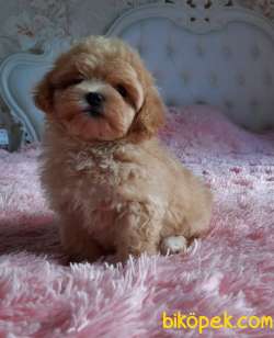 Maltipoo Red Renk Mini F2 Safkan Belgeli Yavrularımız 2