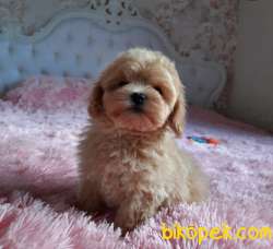 Maltipoo Red Renk Mini F2 Safkan Belgeli Yavrularımız 3