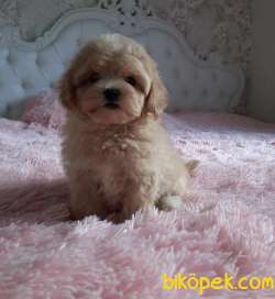 Maltipoo Red Renk Mini F2 Safkan Belgeli Yavrularımız 4