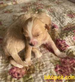Maltipoo Red Renk Yavrumuz Çok Nadir Yüz Tipi 3