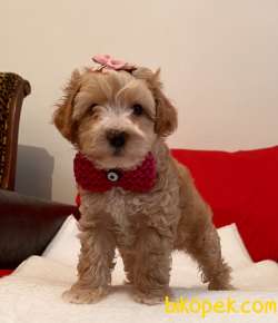 Maltipoo Red Renk Yavrumuz Çok Nadir Yüz Tipi 1