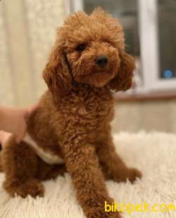 Maltipoo Red Renk Yavrumuz Çok Nadir Yüz Tipi 5