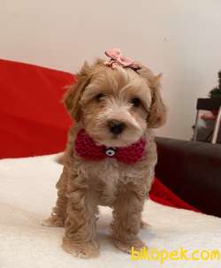 Maltipoo Red Renk Yavrumuz Çok Nadir Yüz Tipi 2