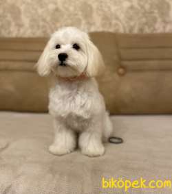 Maltipoo Red Renk Yavrumuz Çok Nadir Yüz Tipi 4