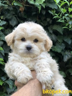 Maltipoo S 2