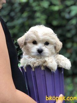 Maltipoo S 3