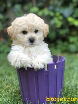 Maltipoo S 1