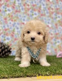 Maltipoo Safkan F2b Red Mini Yavrularımız 3