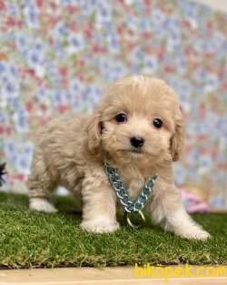 Maltipoo Safkan F2b Red Mini Yavrularımız 2