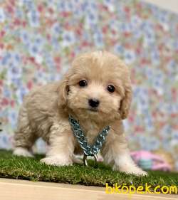 Maltipoo Safkan F2b Red Mini Yavrularımız 1