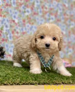 Maltipoo Safkan F2b Red Mini Yavrularımız 4