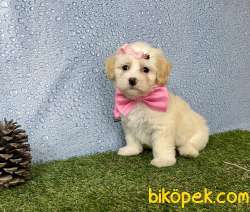 Maltipoo Safkan Red Brown F2 Yavrularımız 3