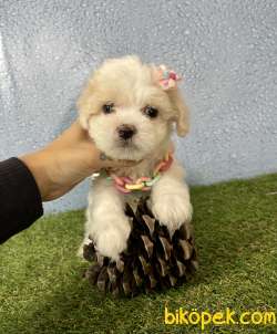 Maltipoo Safkan Red Brown F2 Yavrularımız 1
