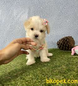 Maltipoo Safkan Red Brown F2 Yavrularımız 4