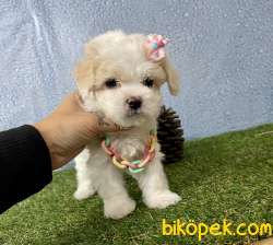 Maltipoo Safkan Red Brown F2 Yavrularımız 2