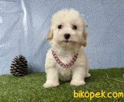 Maltipoo Safkan Red Brown F2 Yavrularımız 5