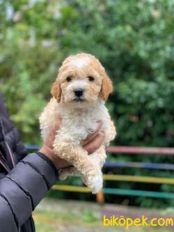 MALTİPOO SAKİN KIZ VERA 1