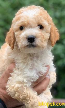 MALTİPOO SAKİN KIZ VERA 2