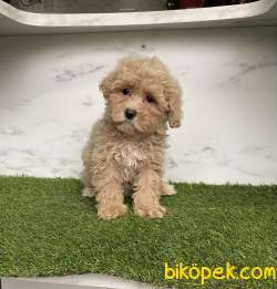 Maltipoo Sevimli Dizayn Bebeklerimiz 1