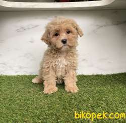 Maltipoo Sevimli Dizayn Bebeklerimiz 3